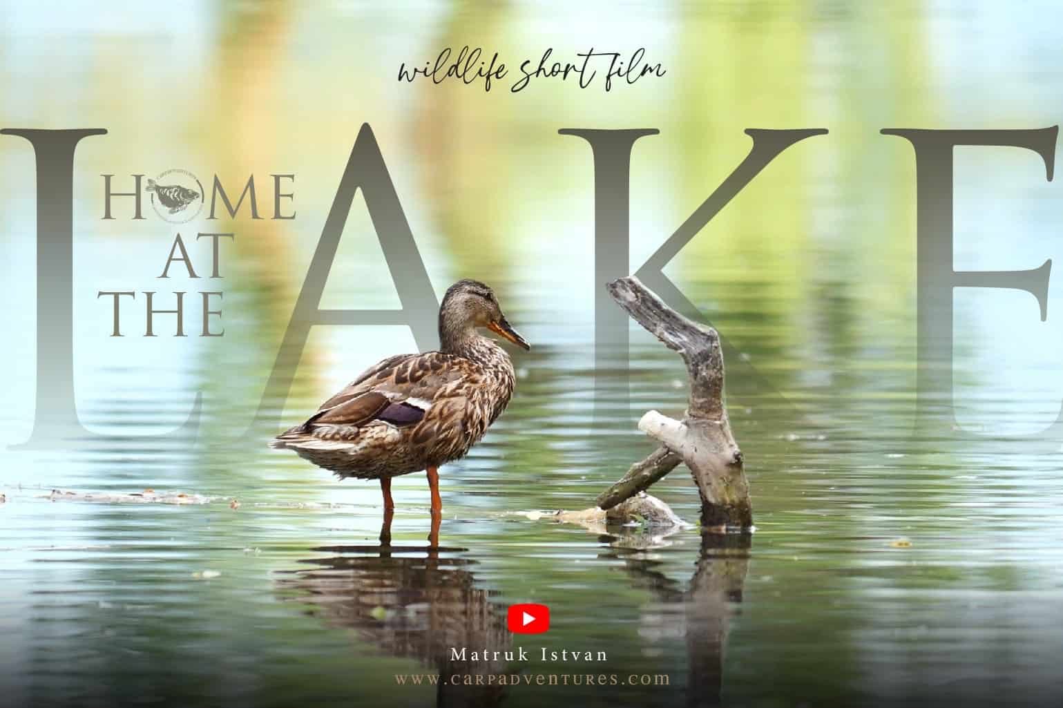 wildlife short film